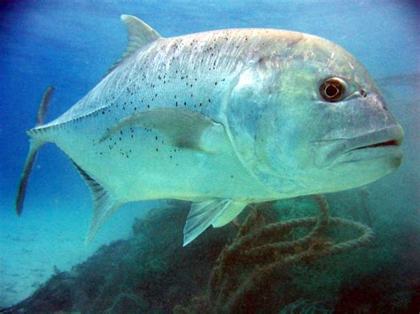 gt fish|Giant trevally (Caranx ignobilis) .